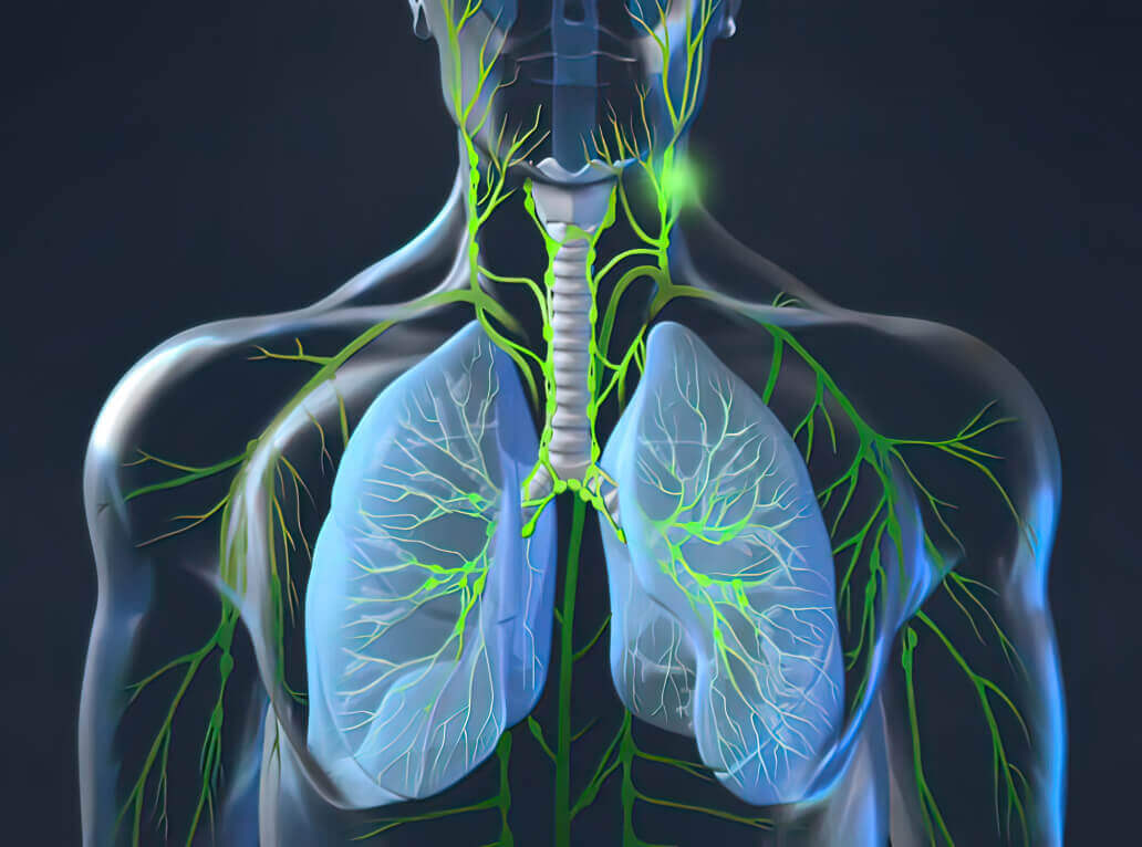 lymph system