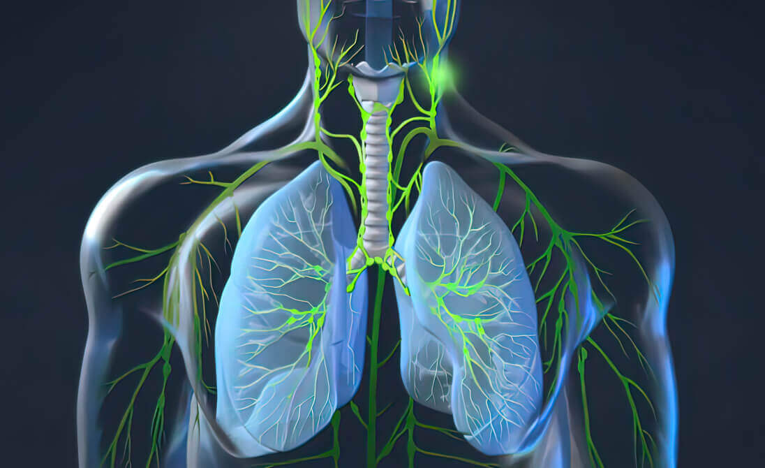 lymph system